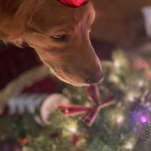 Meet your Posher, Joyce